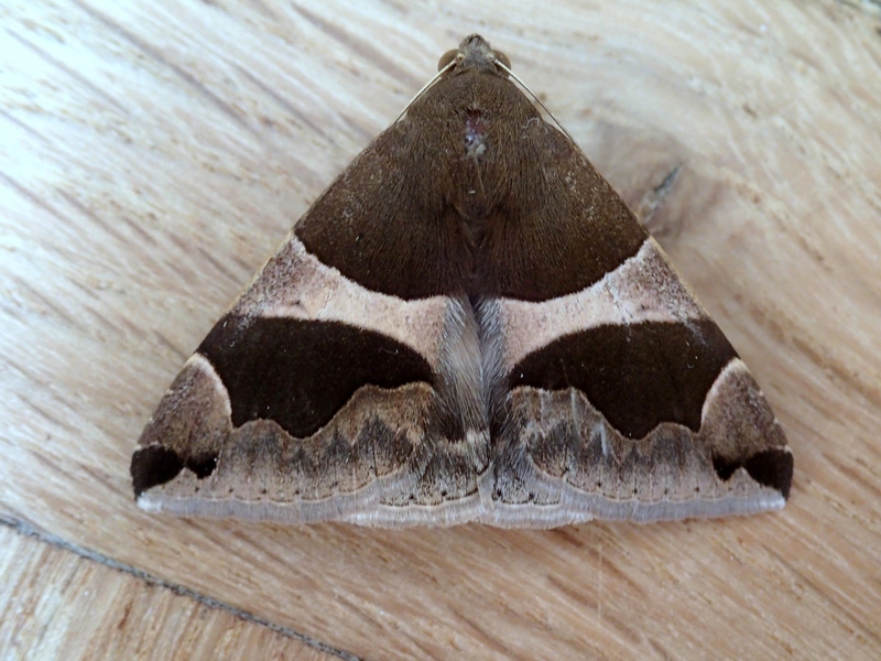 Dysgonia